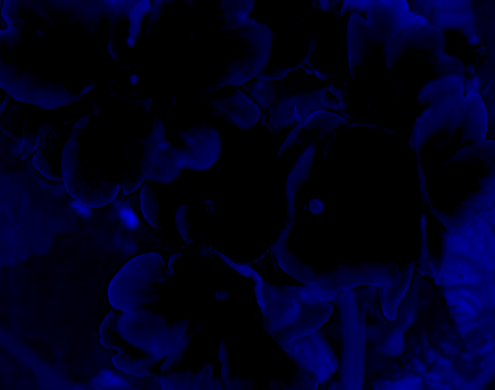 blue channel flowers image