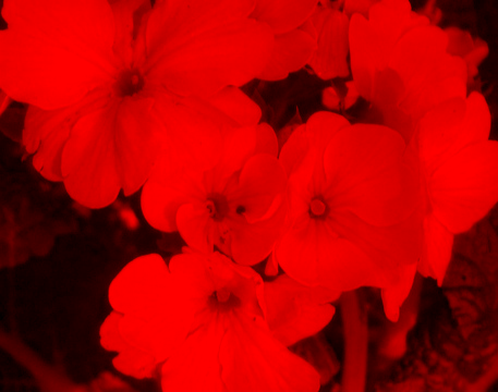 red channel flowers image