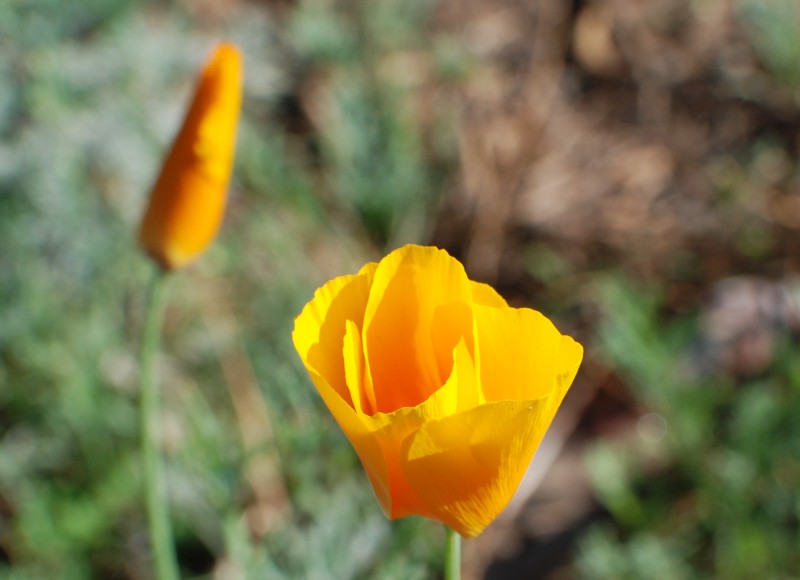 a california poppy