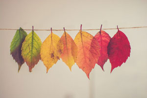 Autumn leaves of different colors on a string