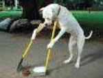 Dog scooping