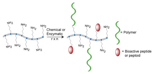 Protein Polymer Schematic