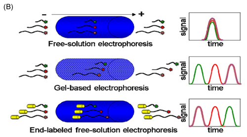 Comparison of free-solution electrophoresis with no DNA separation to size-based separation using either gel-based electrophoresis