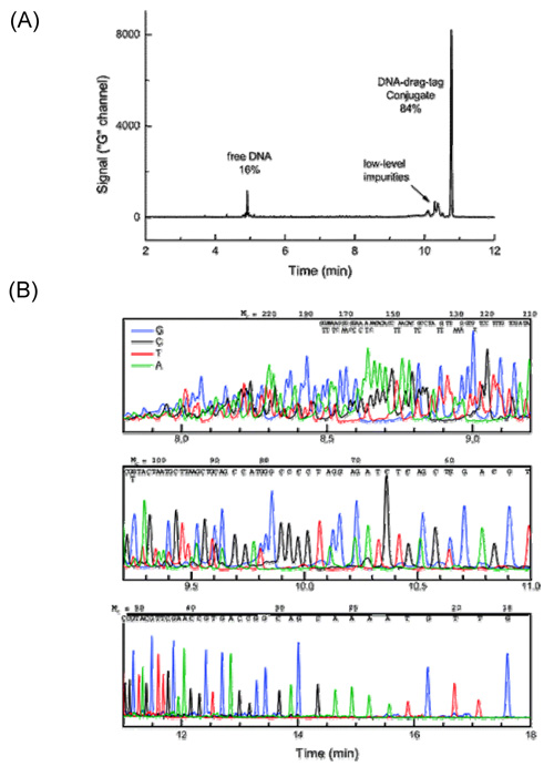 Electrophoretic analysis of single-base extension products from the protein polymer drag-tag conjugated to a 5‘-thiolated 17-base M13mp18 sequencing primer.