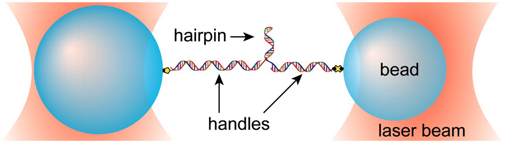 A schematic of a DNA hairpin assay