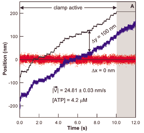 A representative trace of a single kinesin protein stepping under constant forward load