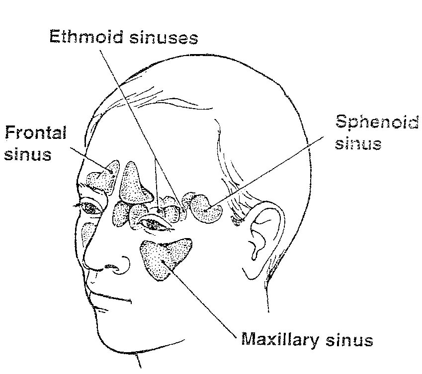 Sinuses In Head