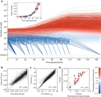 Quantitative evolutionary dynamics using high-resolution lineage tracking