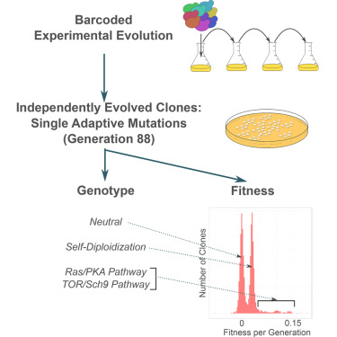 Development of a Comprehensive Genotype-to-Fitness Map of Adaptation-Driving Mutations in Yeast