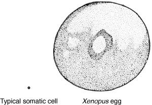 Xenopus egg and somatic cell