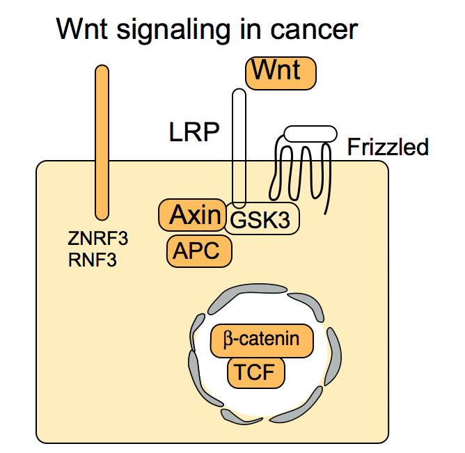 wnt_in_cancer