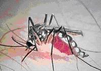 Aedes triseriatus mosquito, vector for La Crosse Virus
