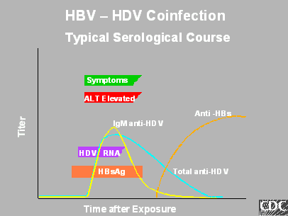 HBV-HDV Coinfection Serology (graph)