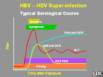 HBV-HDV Superinfection Serology (graph)