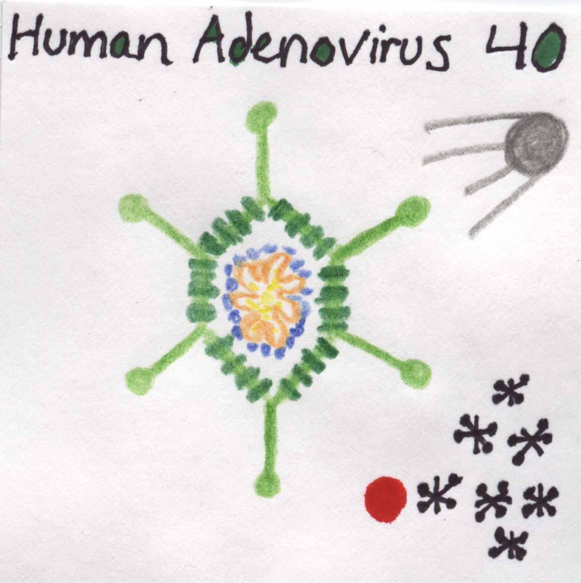 Image of Human Adenovirus 40