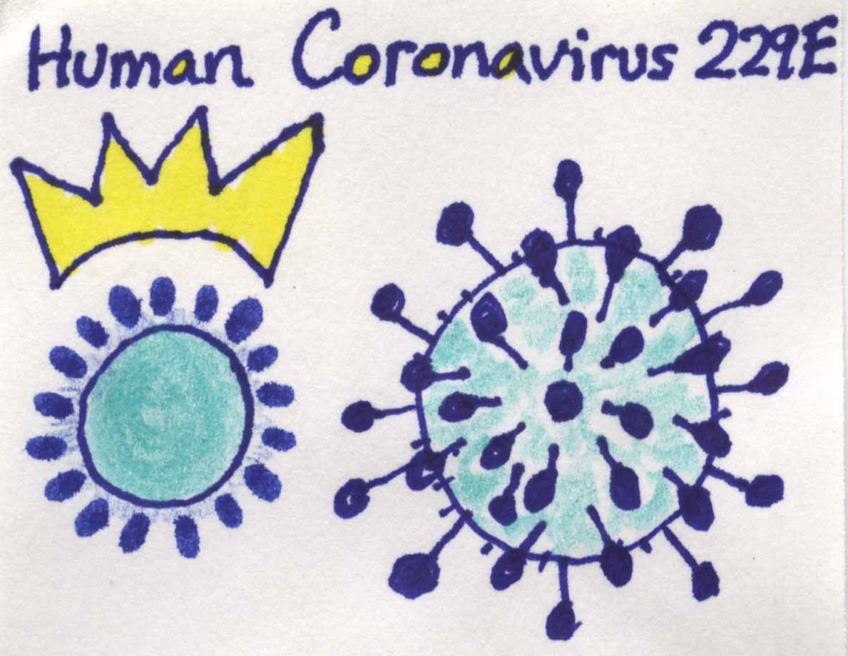 Image of Coronavirus 229E