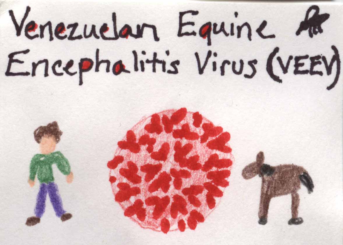 Image of Venezuelan Equine Encephalitis 

Virus