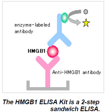Example of enzyme linked immunosorbent assay (ELISA)