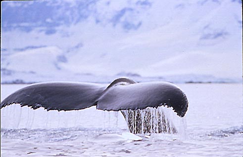 Several decades ago, whales were abundant in Antarctica.