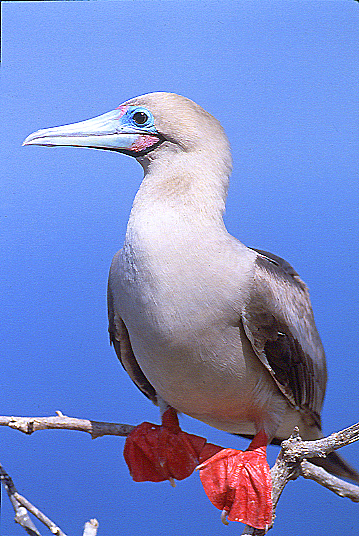 Pictures Of Red-Footed Booby - Free Red-Footed Booby pictures 