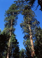 Some Giant Sequoias