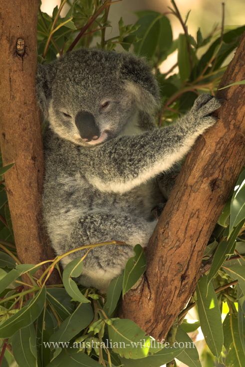 Koalas sleep in the forks of trees.