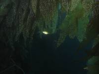 little fish big kelp