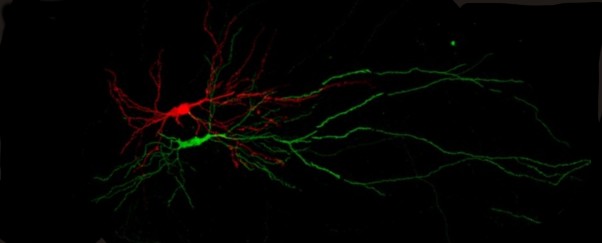 Paired filled Neurons