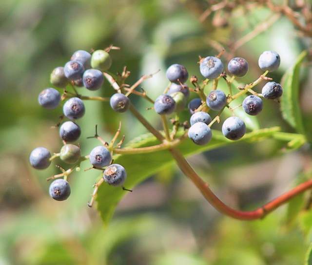 elderberry