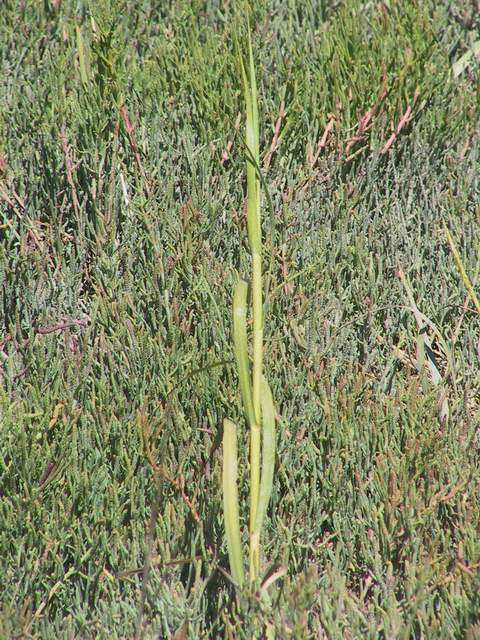 cordgrass