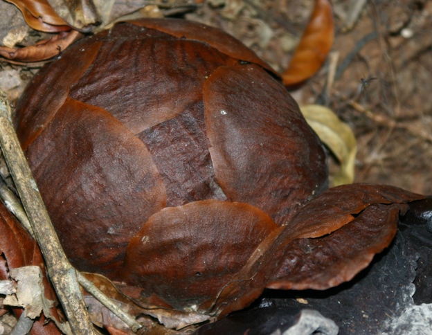 rafflesia bud