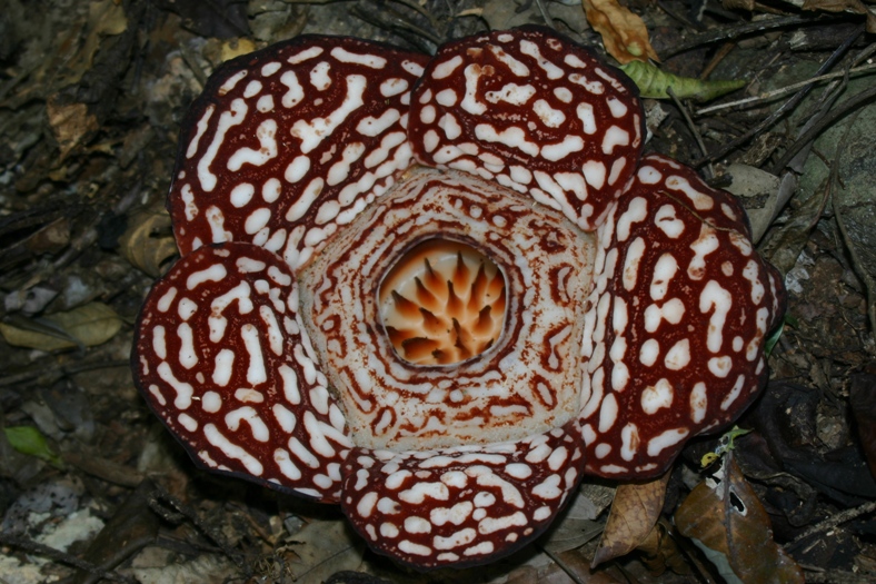 rafflesia1.jpg