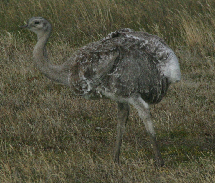 rhea in patagonia 2004