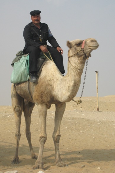 camel - on patrol