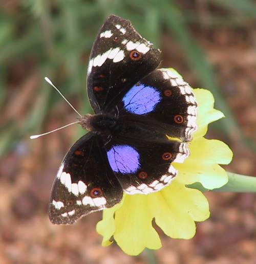 junonia butterfly