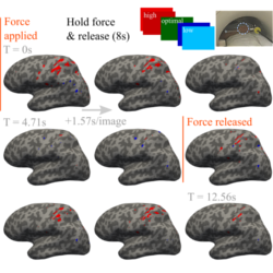 Haptic fMRI : Reliability and Performance of Electromagnetic Haptic Interfaces For Motion and Force Neuroimaging Experiments
