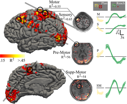 Haptic fMRI : Accurately Estimating Neural Responses in Motor, Pre-Motor, and Somatosensory Cortex During Complex Motor Tasks