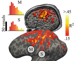 Using Haptic fMRI to Enable Interactive Motor Neuroimaging Experiments