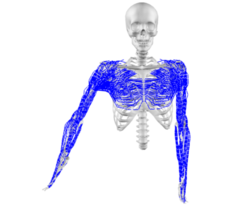 A Parameterized Family of Anatomically Accurate Human Upper-Body Musculoskeletal Models for
                Dynamic Simulation & Control