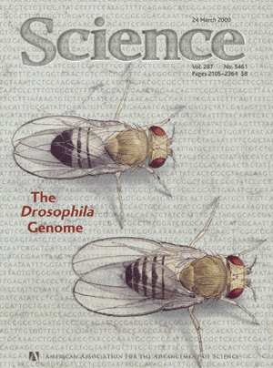 drosophila life cycle. Drosophila Melanogaster