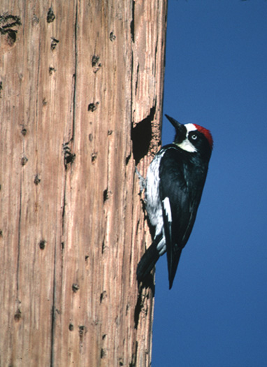 Acorn Woodpecker picture