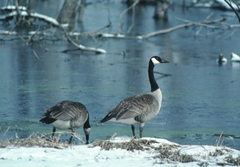Canadian Geese Picture