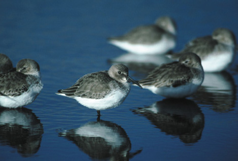 Dunlin Picture
