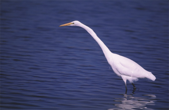 Great Egret picture