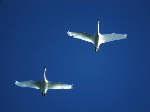 Tundra Swan Picture