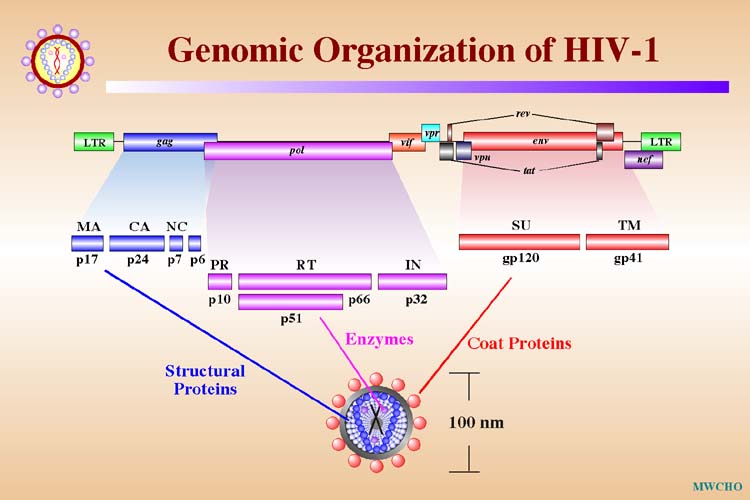 HIV genome