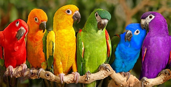 http://www.parrots-of-the-world.com/wp-content/uploads/2007/07/parrot09-634.jpg